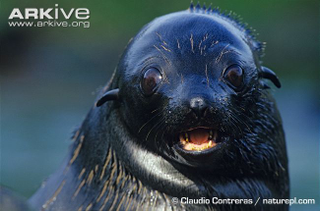 Illustration for article titled Pinnipednesday - Arctocephalus townsendi Edition